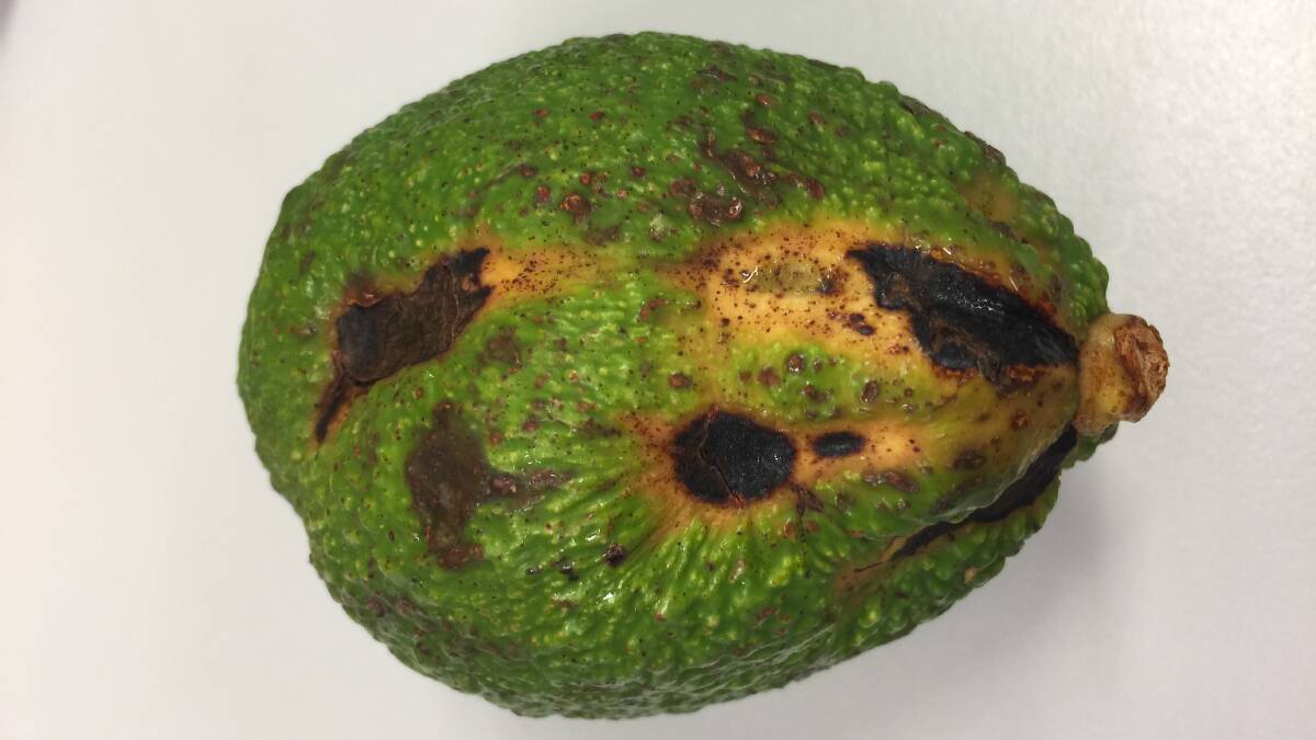 There has been an active control plan for avocado sunblotch since the 1980s. Picture - supplied 