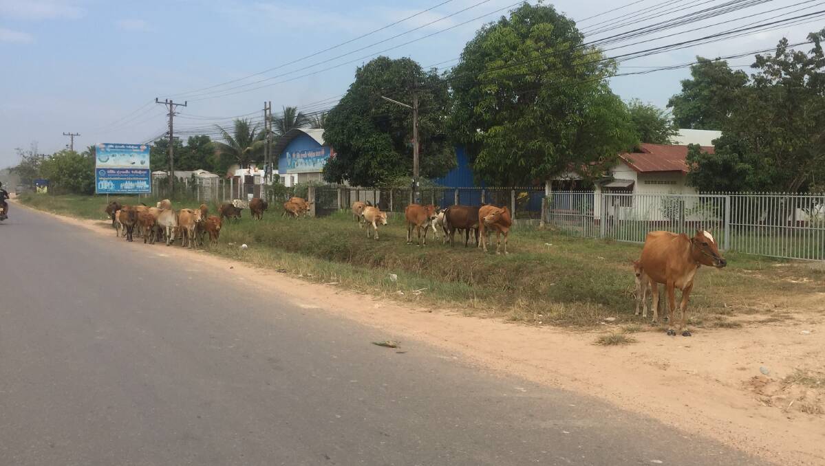 Cattle are left to wander the road sides in Laos.