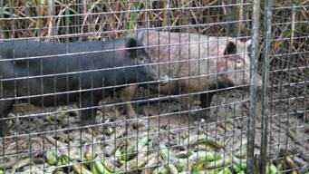 DISEASE THREAT: Banana growers are being urged to start trapping feral pigs to help minimise the risk of Panama disease.