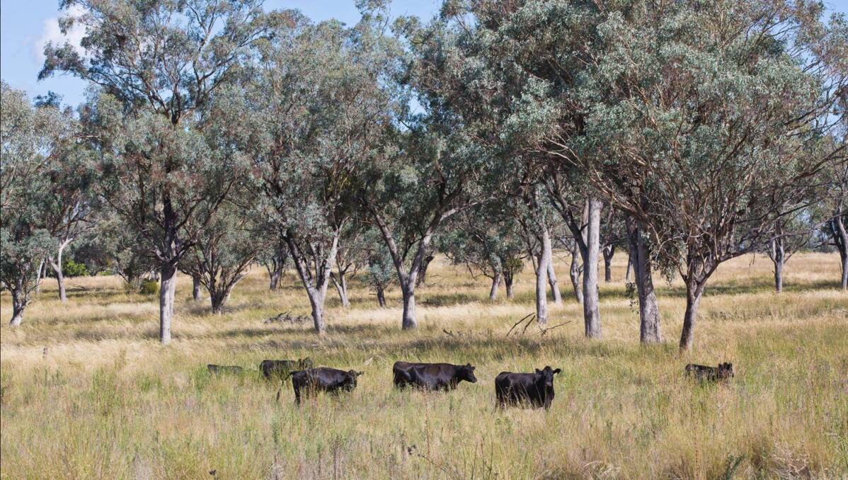 There is about 248 hectares of basalt grazing country ideally suited to breeding, fattening or backgrounding livestock. Picture - supplied