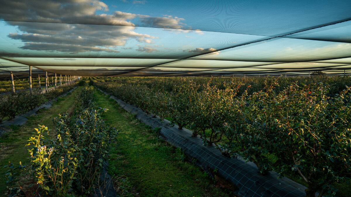 Most of the 27 hectares of established blueberries are under netting. Picture supplied