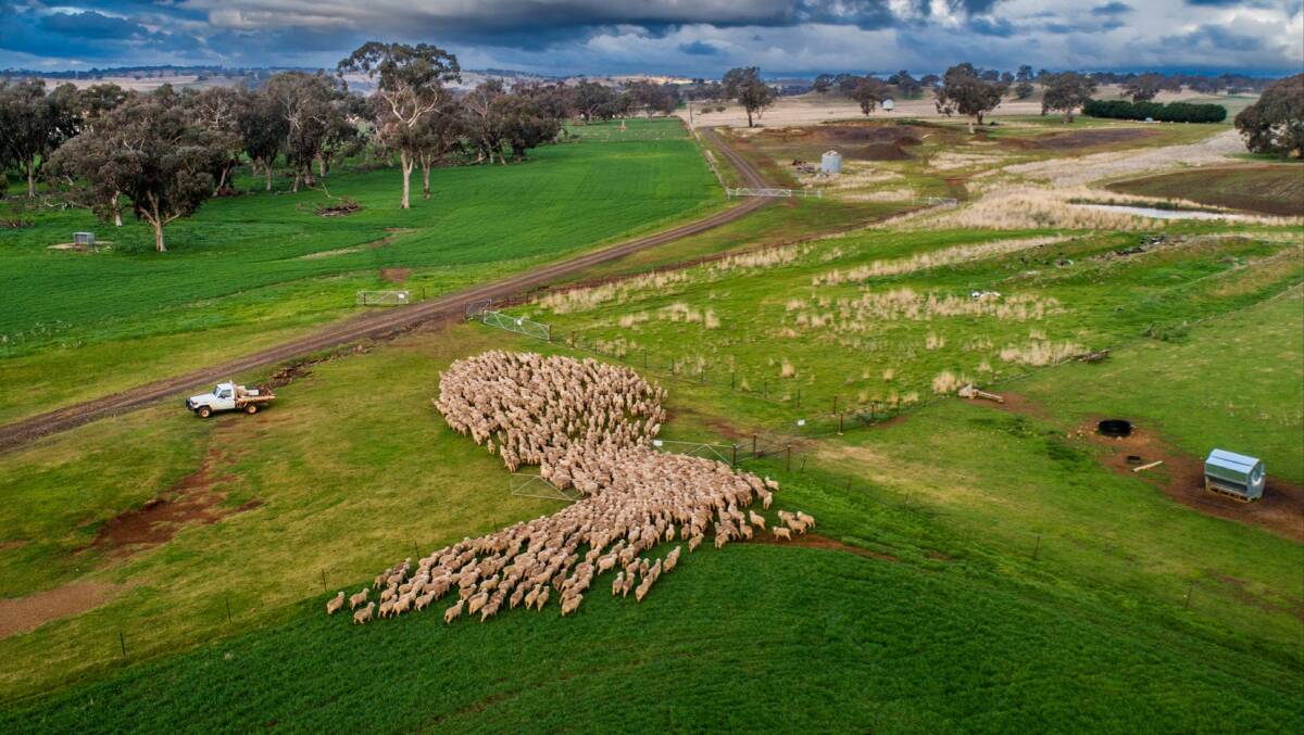 Corroboree is a highly developed 741 hectare sheep, lamb, wool, cattle and cropping enterprise. Picture supplied