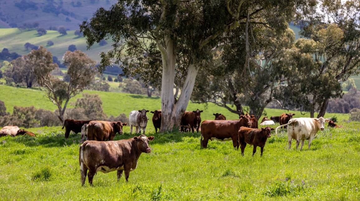 The Nicholls have also developed an outstanding Shorthorn breeding herd, in conjunction with a substantial Merino sheep enterprise. 