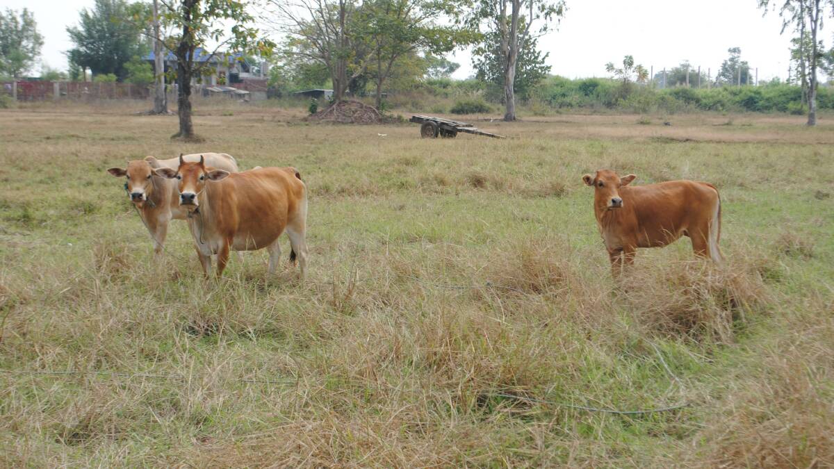 Laos cattle grazing on rice paddies outside Vientiane.