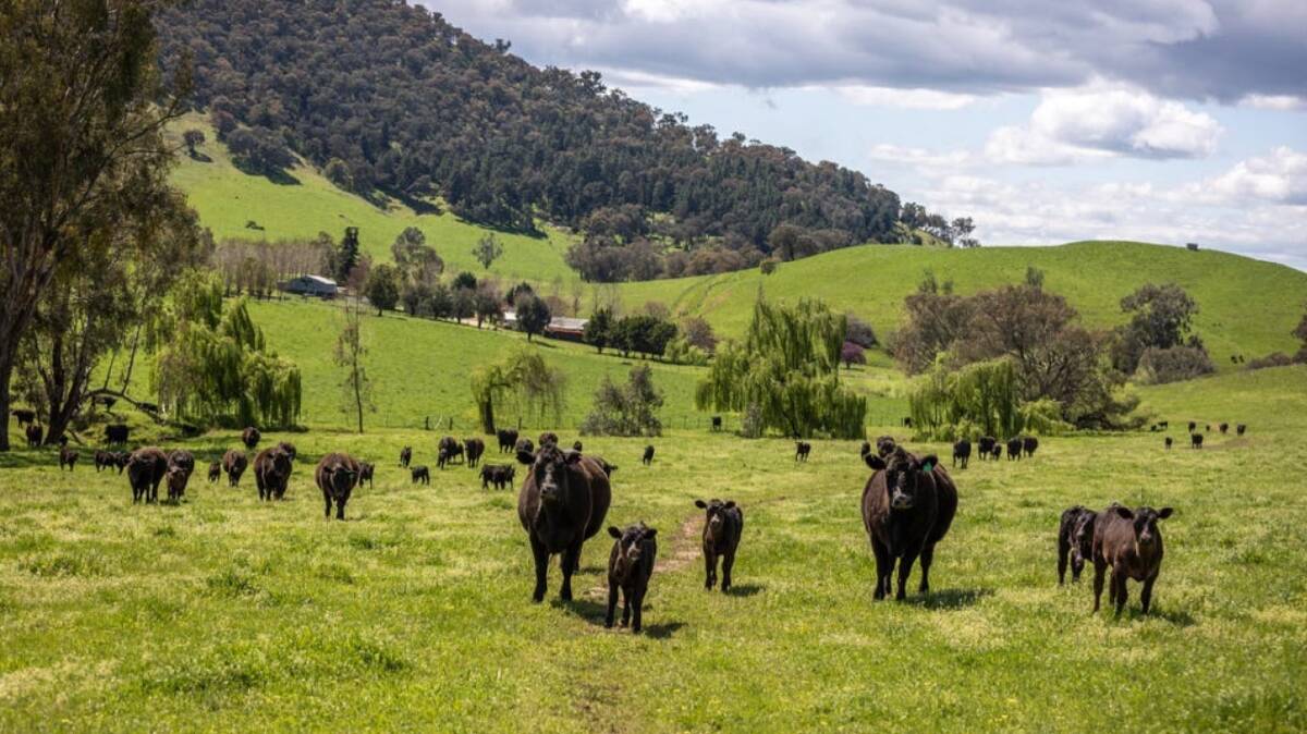 The property is estimated to carry 200 cows with the calves sold as weaners.