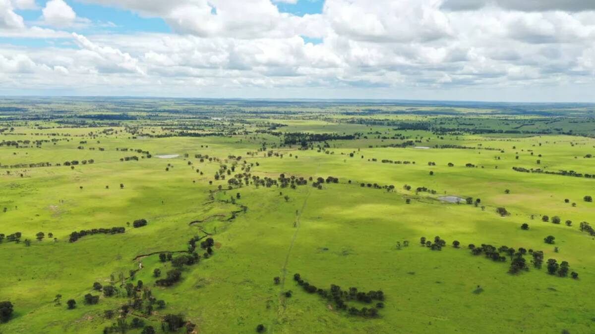 Pameroo is 11,058 acres of prime brigalow, bottle tree and belah country. Picture supplied