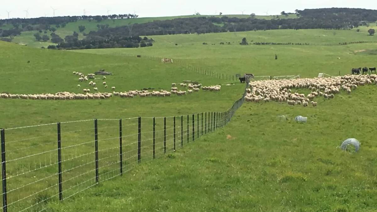 As a straight sheep breeding operation, the aggregation is estimated to run about 13,000-15,000 Merino ewes and lambs. Picture supplied