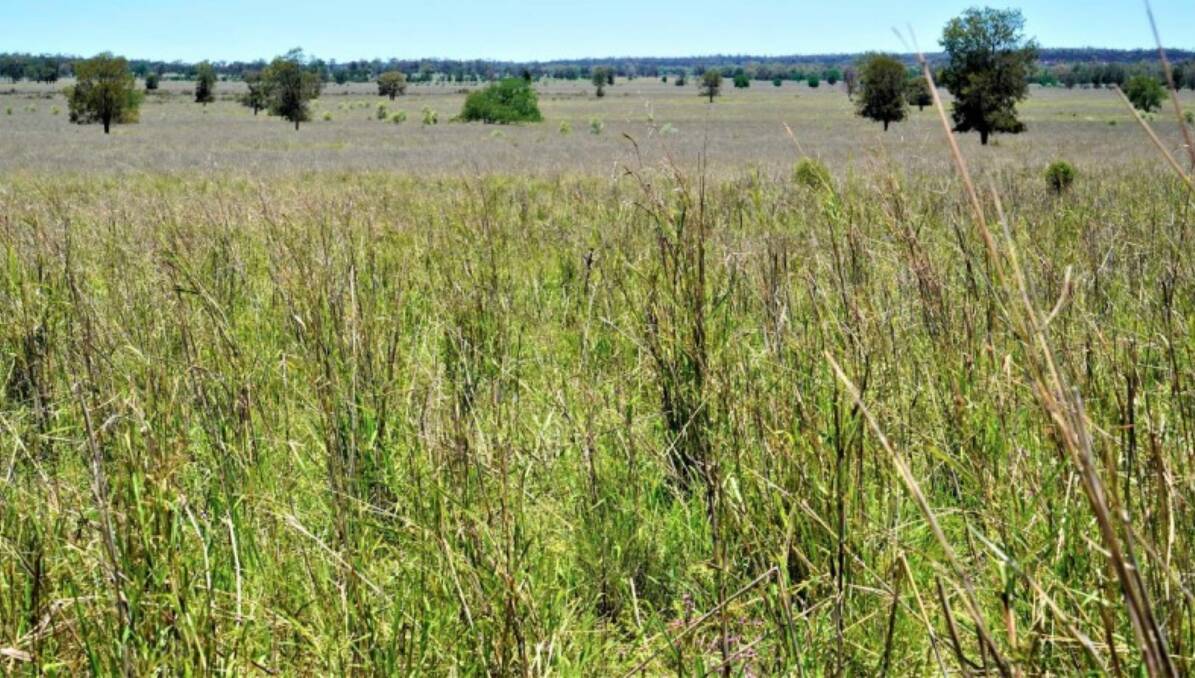 The 2067 hectare Condamine district property Lonesome remains on the market after being passed in for $8 million.