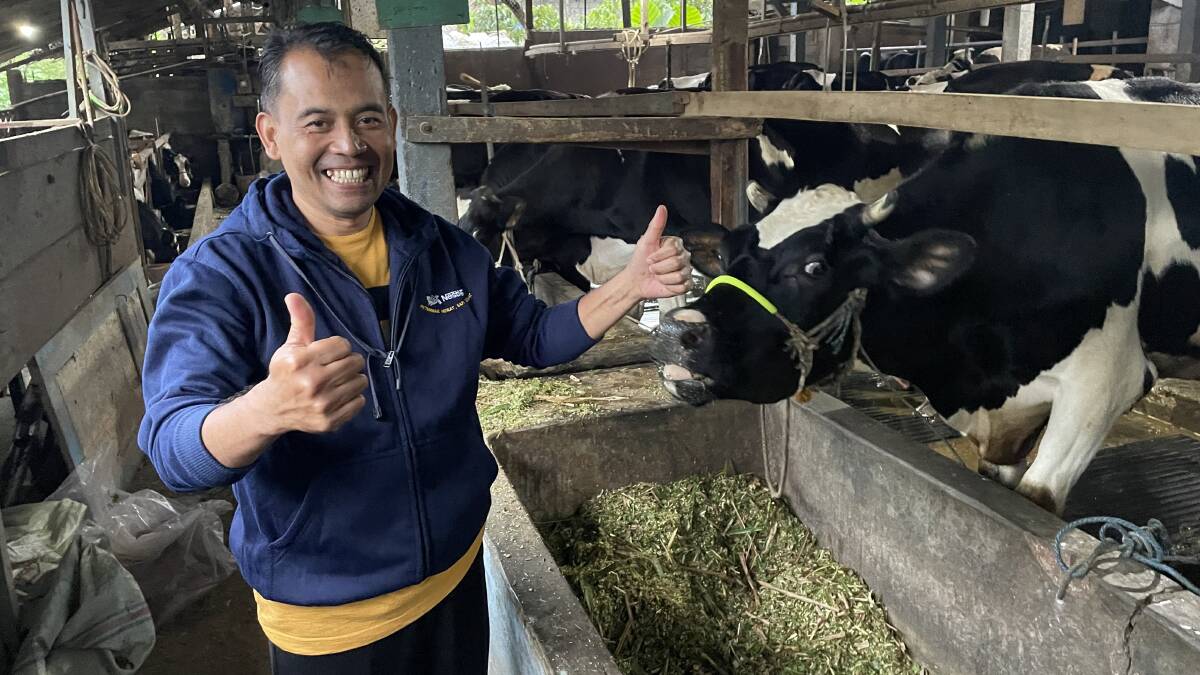 BACK IN BUSINESS: Siswantoro says he is confident the foot and mouth crisis has passed, as he goes about restoring the productivity of his Holstein dairy herd.