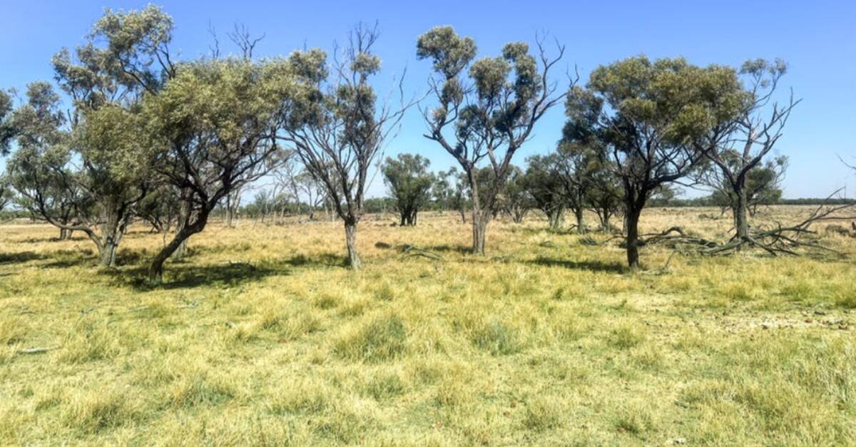 Central west Queensland property Linamar is set to be auctioned by Nutrien Harcourts GDL on September 29. Picture supplied
