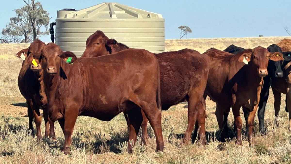 Laidlaw has an estimated carrying capacity of 1900 adult cattle equivalents. Picture supplied