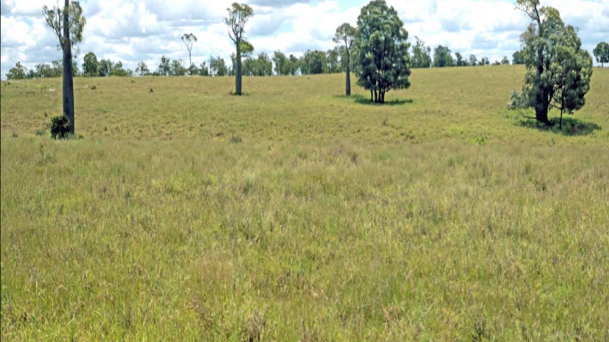 Pastures include buffel, bisset bluegrass, desmanthus, wynn cassia and seca stylo.