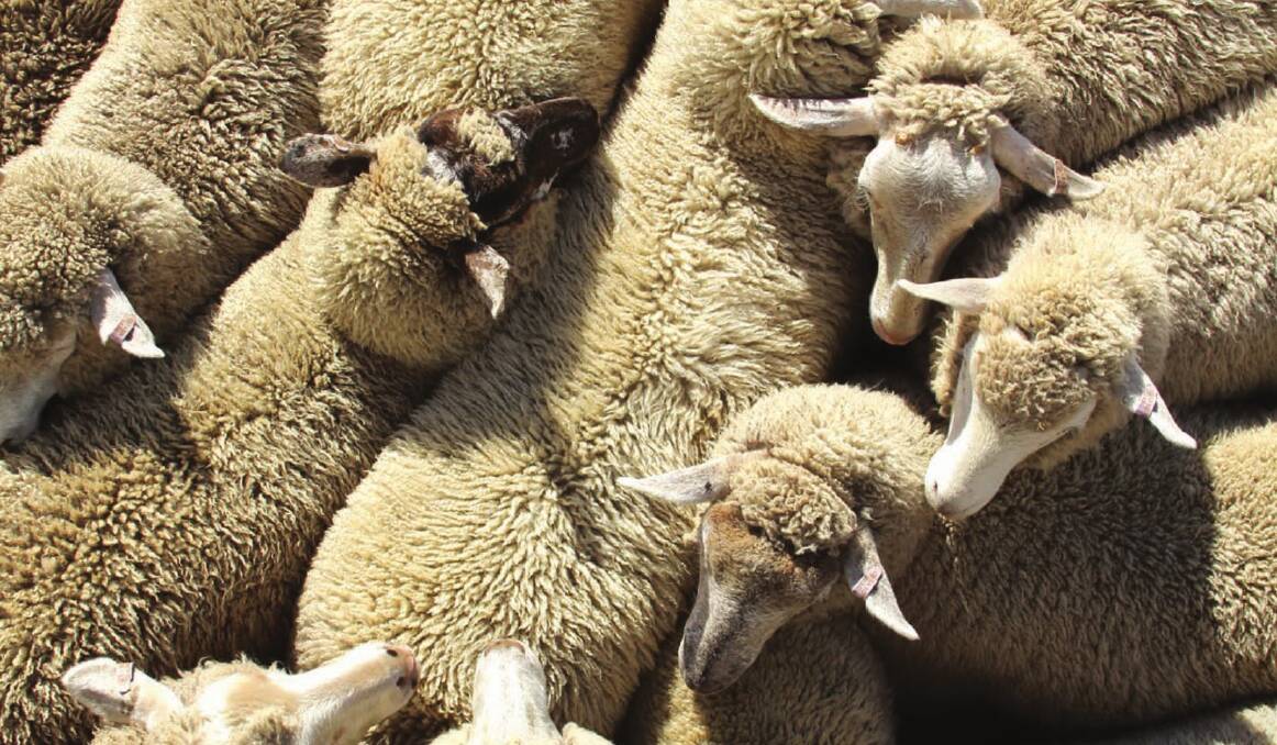 Why Australia needs 22 million more sheep