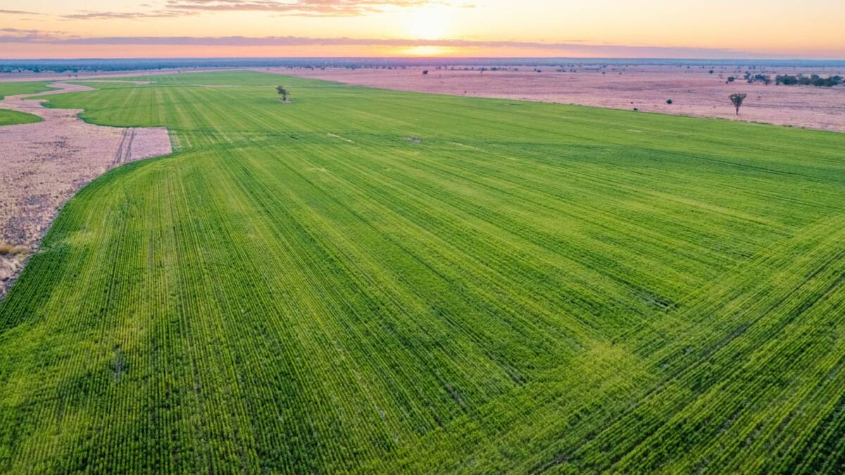 Cooraki is a quality 2128 hectare grazing and farming property that is being offered with a 400ha wheat crop. Picture supplied