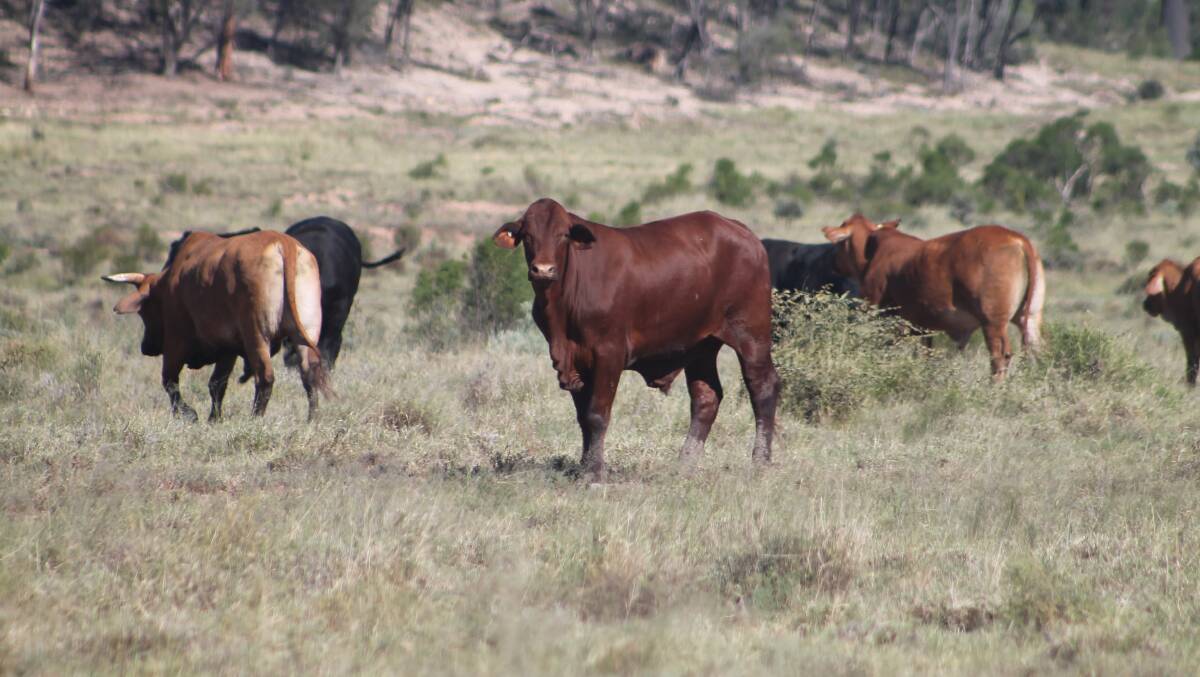 Northview has consistently been running about 900 mixed cattle and 1000 goats. Picture - supplied