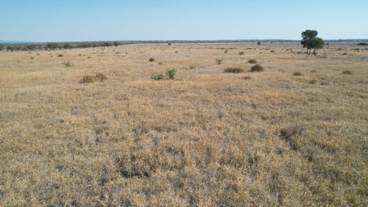 There are 2700 hectares that have been developed and have a profuse coverage of buffel pasture. Picture supplied