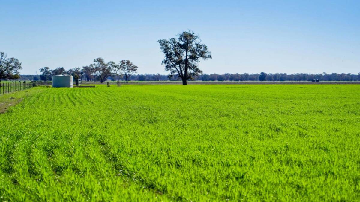 The 97 hectare crop of coolabah oats is ready for grazing. Picture supplied