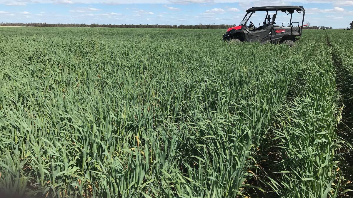 About 485 hectares is currently used to grow forage crops. Picture supplied