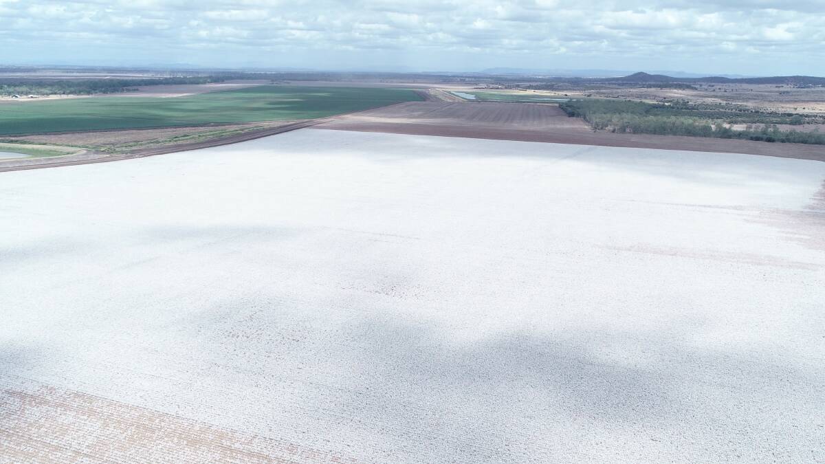 Mayneland's 2019 cotton crop yielded more than 15 bales an hectare. 