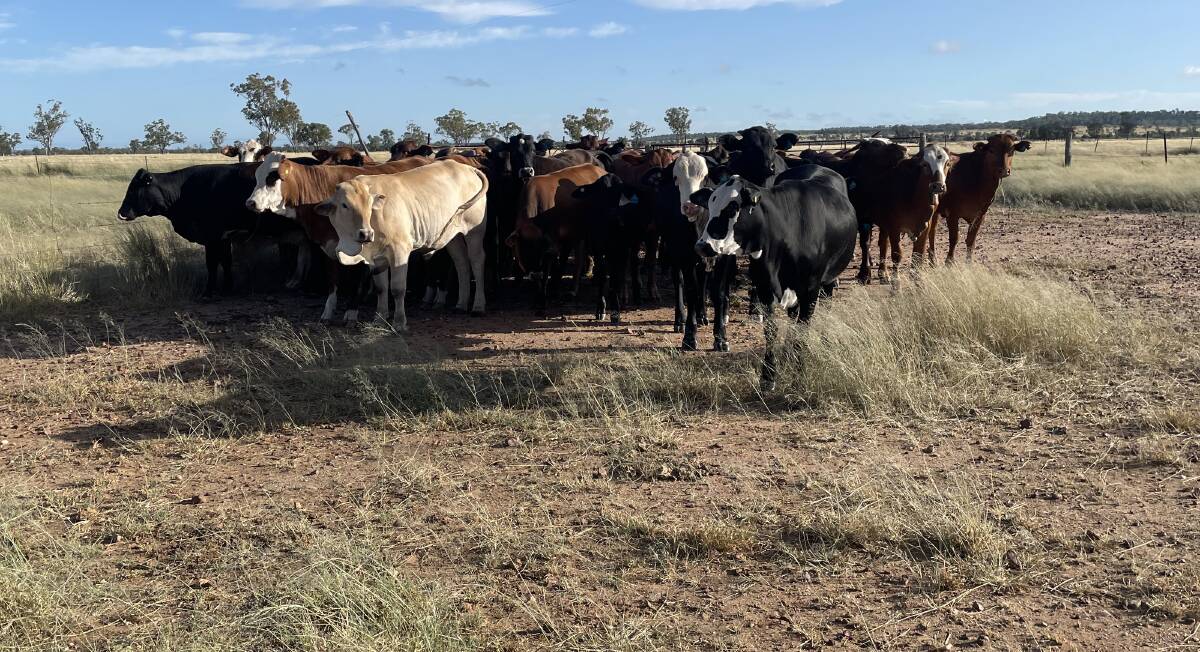 A total of 11 projects will receive between $250,000 and $700,000 each to help deliver low-emissions feed supplements for cattle and sheep.