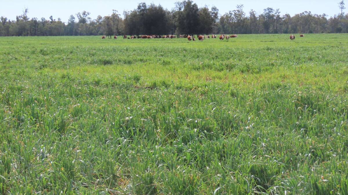Alma is well suited as a mixed farming and grazing enterprise or a more intensified forage cropping and backgrounding operation.
