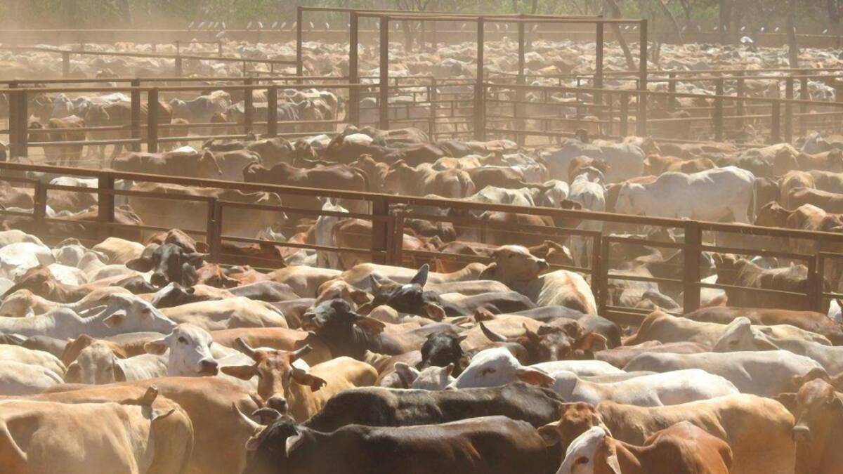 Major Northern Australian cattle properties Wollogorang and Wentworth stations are back on the market with 30,000 cattle.