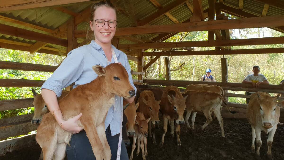 PhD student Nichola Calvani with a Yellow Cattle calf.