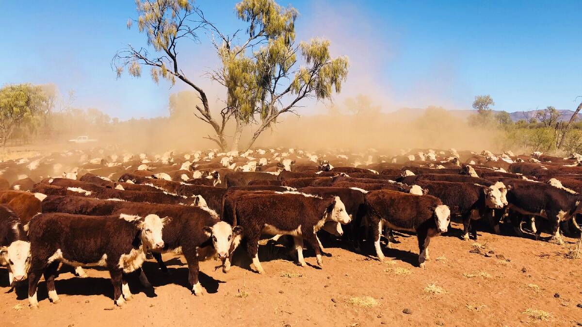 Poll Herefords are particularly well suited to the arid zone, says Steve Cadzow. Photo: Frances Cooper
