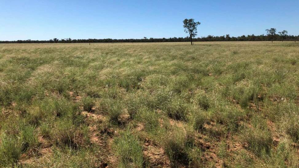 Prized South West Queensland grazing property Adgingbong is on the market, asking $90/acre.