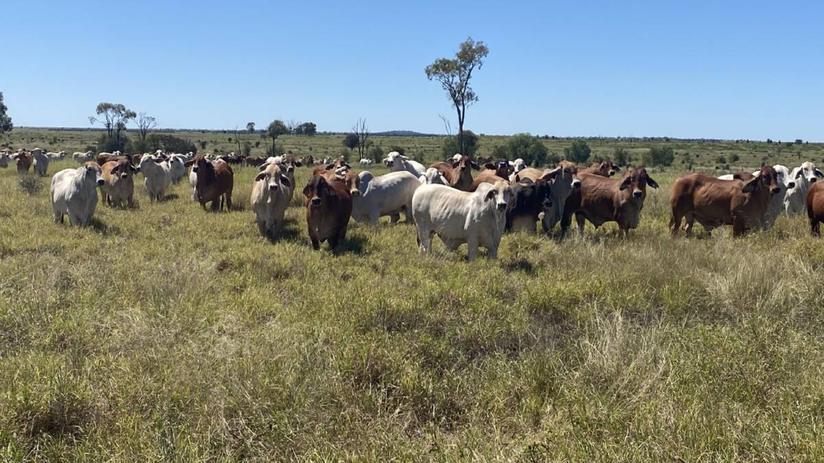 Allambie is prime, fully developed cattle country backed by 427 hectares of cultivation. Picture - supplied
