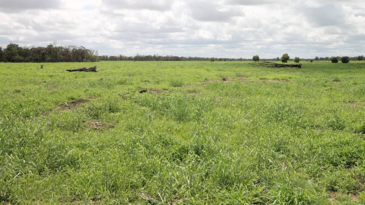 FEED AND WATER: Tara property Banyula will be auctioned by Ray White Rural Dalby on March 19. 