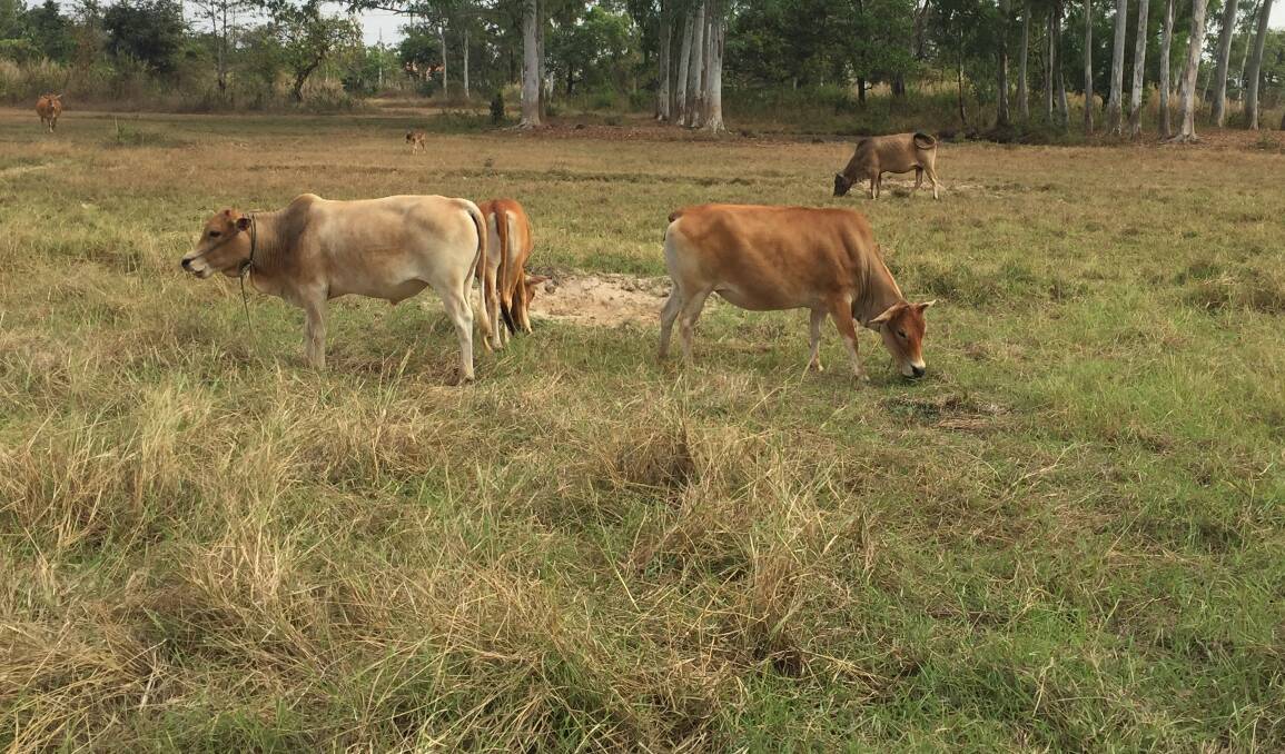 Laos cattle grazing in rice fields.