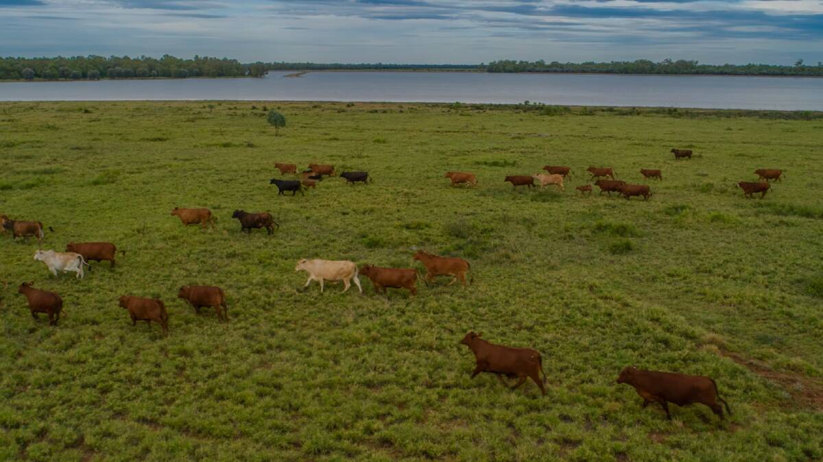 There is 1539 hectares of grazing country. 