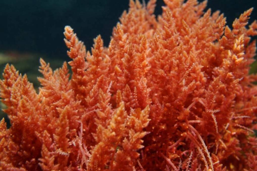 EMISSIONS REDUCTIONS: Research from the Netherlands suggests methane-busting red seaweeds may do more harm than good.