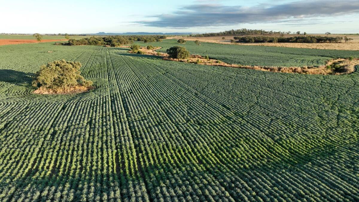 Some 1180ha (2915 acres) has been developed for cropping, of which 100ha can be irrigated. Picture supplied