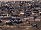 Margins in US feedlots are continuing to tighten as drought bites.