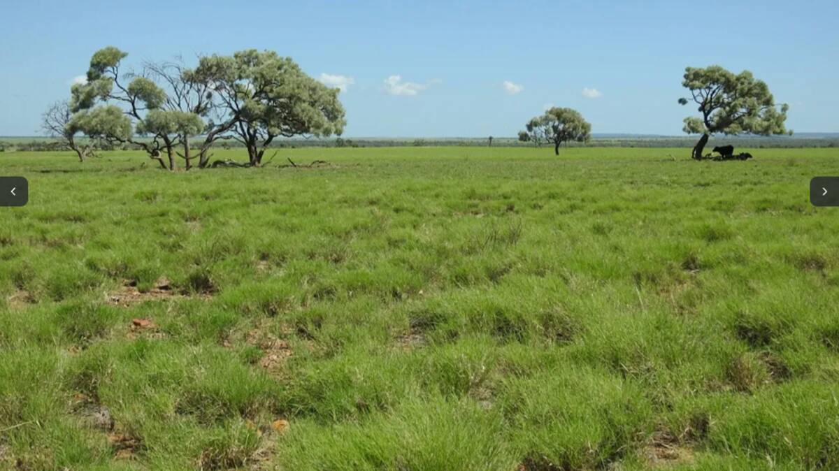 Barragunda is a very productive property estimated to comfortably carry 1100 breeders plus progeny. Picture supplied