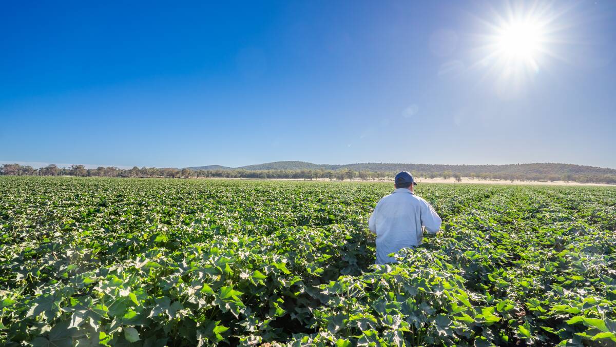Cotton growing at Bergen Park, one of the Sunshine Farms properties in the Lachlan Valley. Picture supplied