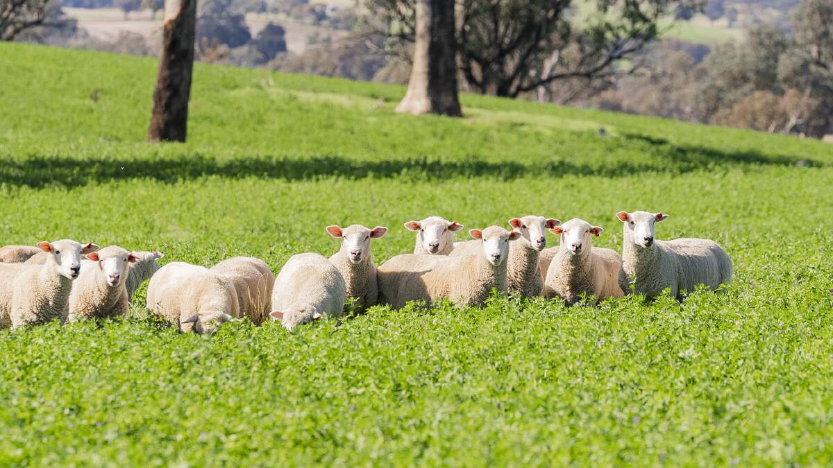 The large areas of improved pastures to support an estimated 34,000-38,000 dry sheep equivalent carrying capacity. Picture - supplied