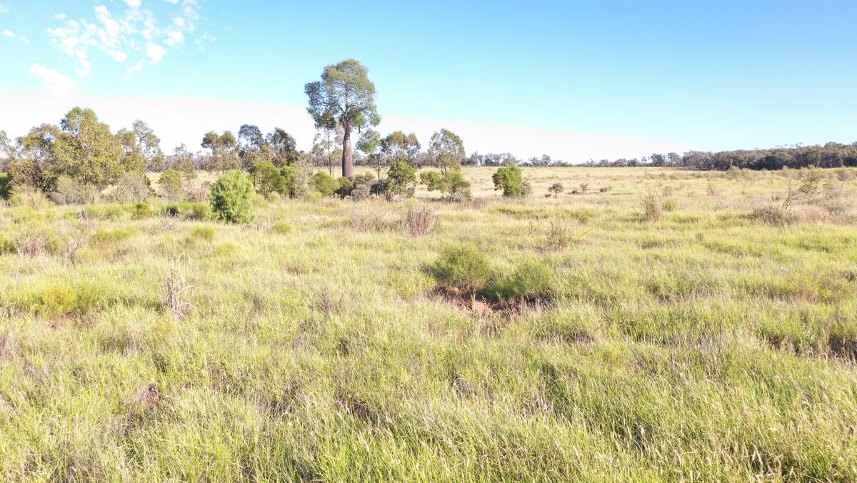 The well balanced property has a good variety of grasses including buffel, Mitchell grass, button grass, mulga oats and numerous winter herbages. Picture - supplied