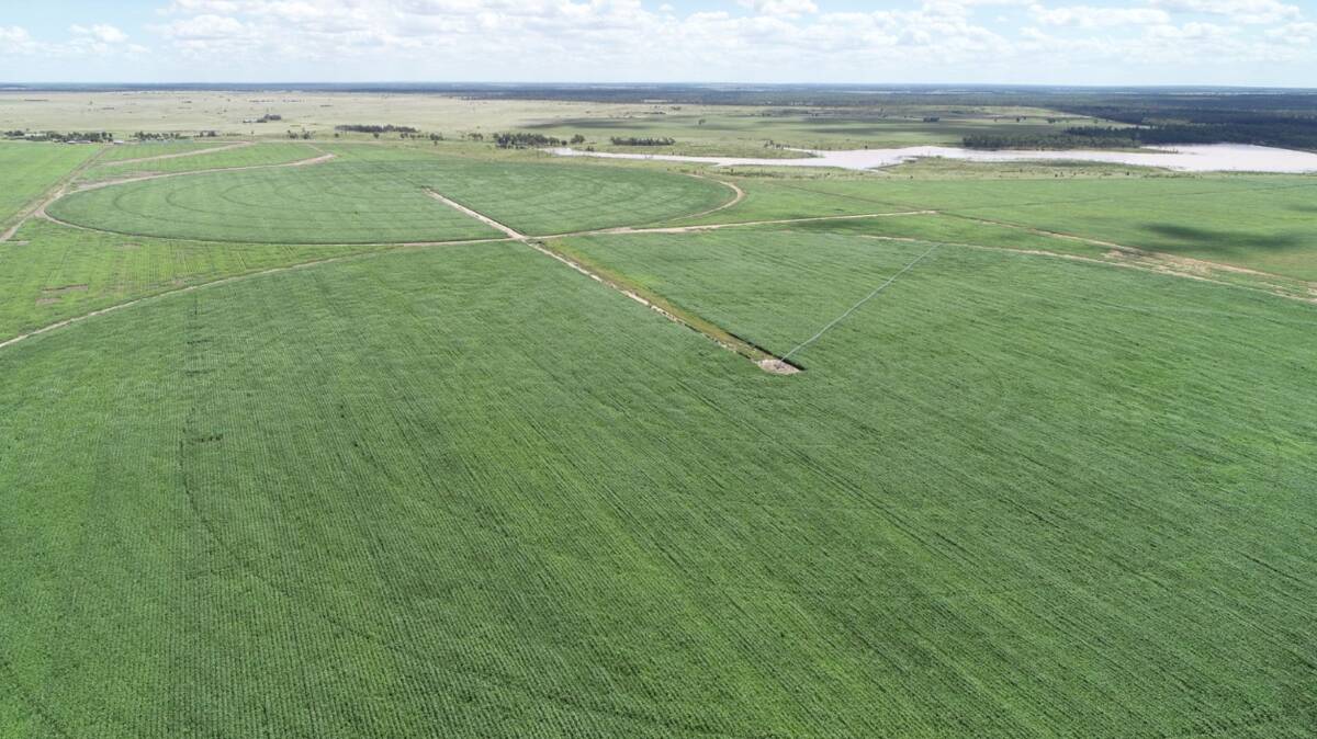 Widgewa is a beef production powerhouse, underpinned by both irrigated and dryland cropping. Picture supplied