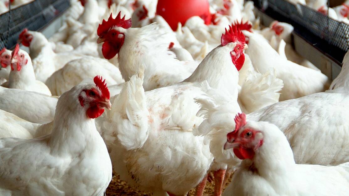 SHOCK CLOSURE: Poultry processor Baiada will close its Ipswich facility and cancel all contracts with farmers in South East Queensland.