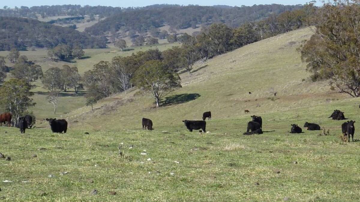 The 402 hectare high altitude New England property Mount Emby is a proven beef factory.