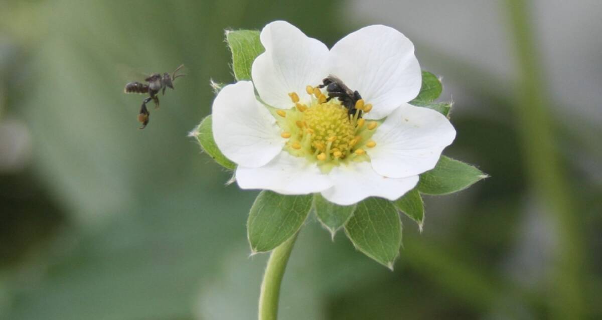 Scientists are researching stingless bees to determine how the food they eat impacts on hive health and their ability to pollinate crops. Picture supplied