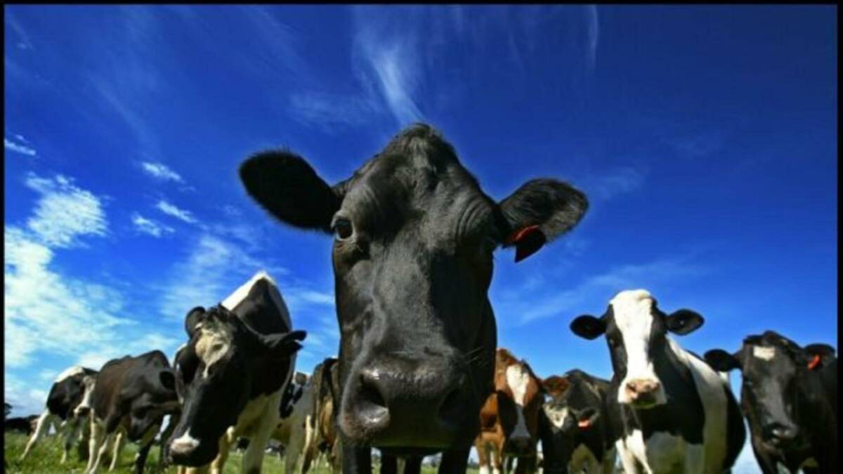 Dairy processor Lactalis has dismissed Senator Susan McDonald's claims that it is engaged in unfair milk pricing.