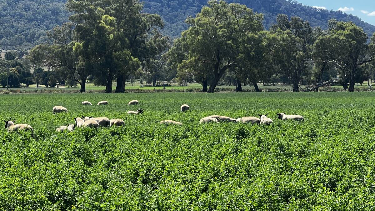 Wingarra is currently stocked with 1000 Suffolk ewes in a self-replacing flock producing trade and export lambs. Picture supplied