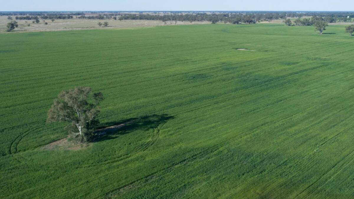 Bowen Park has 972 hectares of dry land cropping. Picture supplied