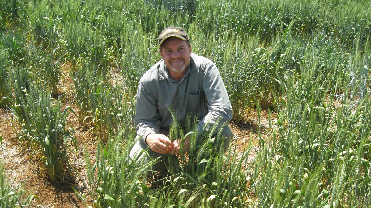 WINTER CEREALS: NSW DPI researcher Steven Simpfendorfer says effective management helped growers reduce the impact of crown rot.