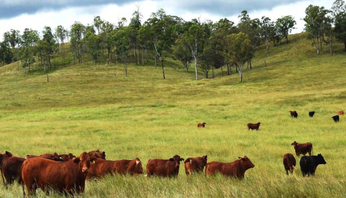 Kilcoy cattle country makes a stunning price | Video