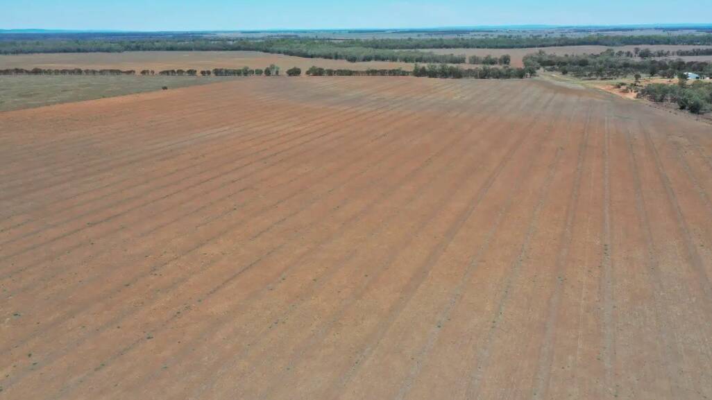 Some 800ha of the brigalow country has been developed with 650ha recently cultivated.